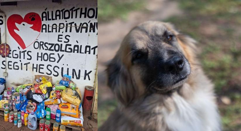 Minden mancs számít: karácsonyi összefogás a Tappancs Állatotthonért