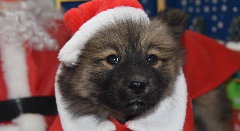 Az állatvédők nem javasolják, hogy kutyát, vagy más állatot ajándékozzunk karácsonyra