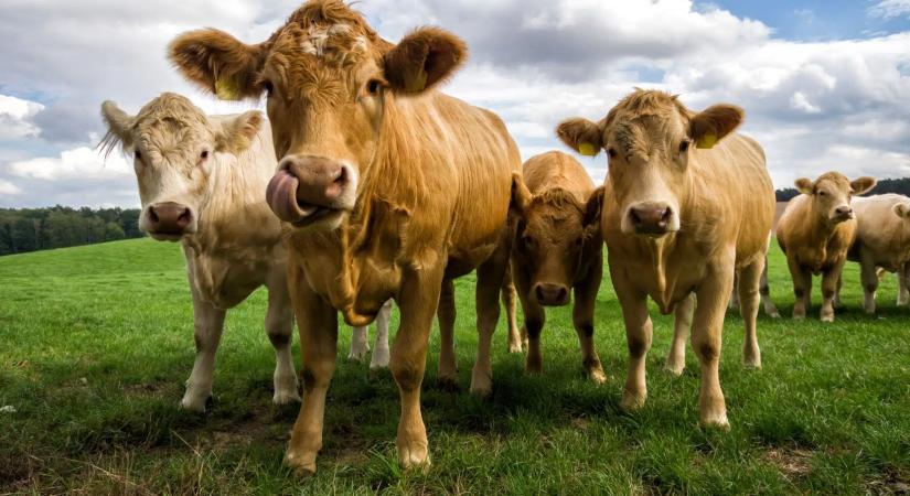 A Biolanddal együttműködve bővíti bio kínálatát a REWE