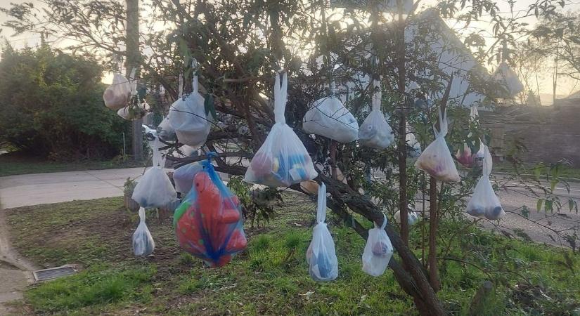 Adventi csodafa: Fantasztikus, amit a szekszárdi család évről-évre tesz