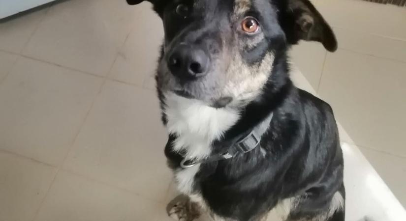 Izlandi kutyát találtak Magyarországon