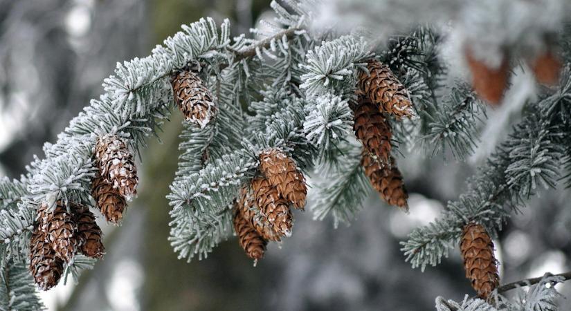 Téli kert illatokkal – amikor a hidegben szólalnak meg a növények