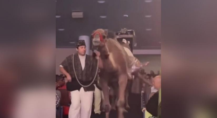 Teve rúgott meg egy nőt egy houstoni templom karácsonyi ünnepségén