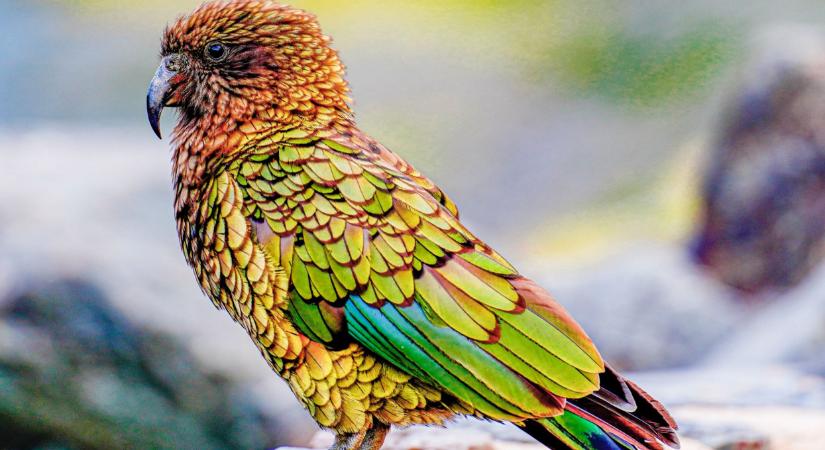 Vége a magánynak! Fiatal kea leányzó költözött a vidéki vadasparkba  Videó