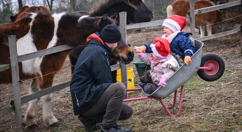 Lovak, tanyasi programok a debreceni Kortaportán