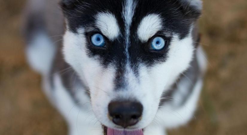 Így segít a kormány a menhelyeken élő állatokon idén