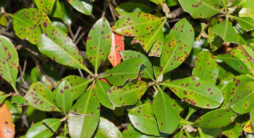Bordó foltokat látok a korallberkenye levelein – hogyan kezeljem?