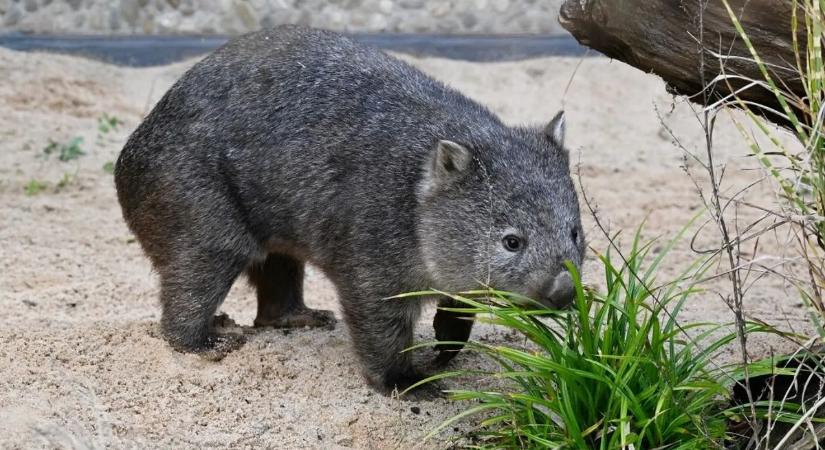 Meglepő kutatás: ezért különleges a vombatok ürüléke