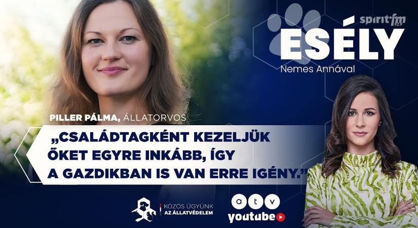 Elsősegély-tanfolyamot indítottak a kutyák megmentéséért