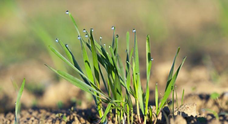A Limagrain Magyarországon: humánusabb modell