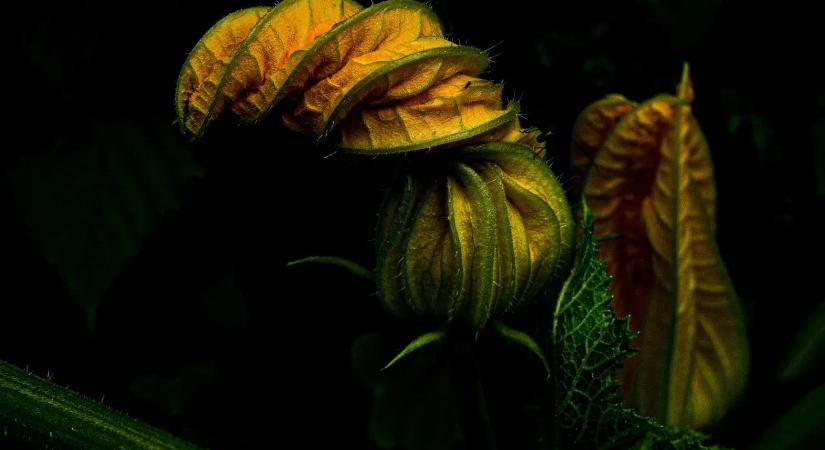 Gumiarábikum káros hatásai és egészségügyi kockázatai mindenki számára