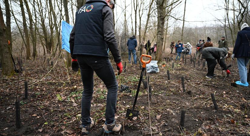 80 fa – 80 év: A FAO hozzájárult Budapest zöldítéséhez