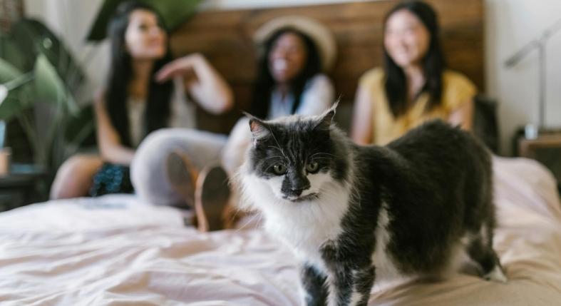 Megváltozik a cicád, amikor vendégek jönnek? Nem véletlenül!