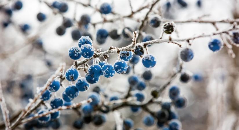 Kökény: vadontermő bogyóból természetes csodaszer – Ezért érdemes fogyasztanod