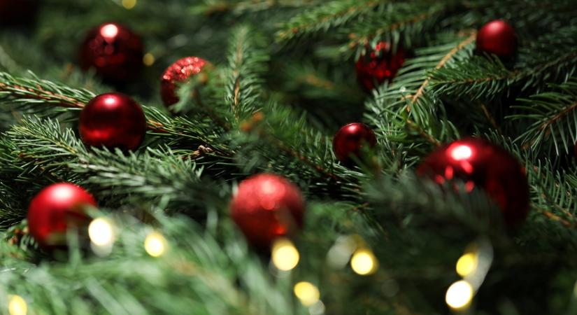 Teszt: műfenyő vagy igazi? Te felismered?