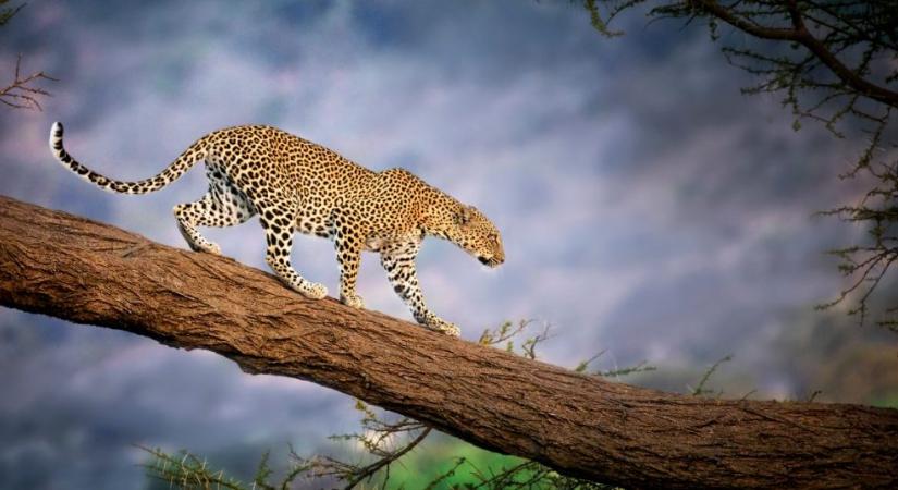 Egy leopárd akár 9 méter magasból is ráugrik a földön kiszemelt prédájára