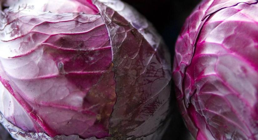 Fermentálás otthon: egészséges savanyúság lilakáposztából