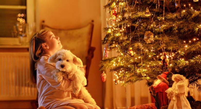 Állat a fa alá: mit ad egy kisállat a gyerek életéhez?