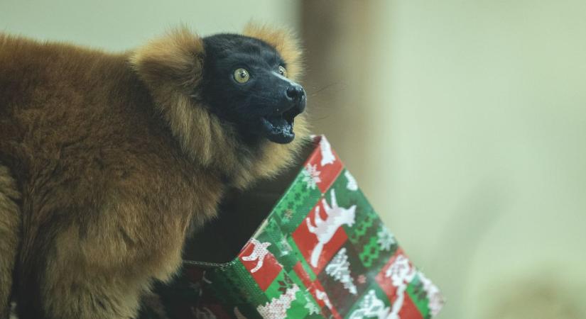 Állatok karácsonyával hangolódhatunk igazán az ünnepekre