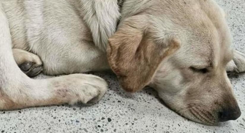 Felfoghatatlan kegyetlenség: vadászfegyverrel lőtt a 8 hónapos kölyökkutyára (videó)