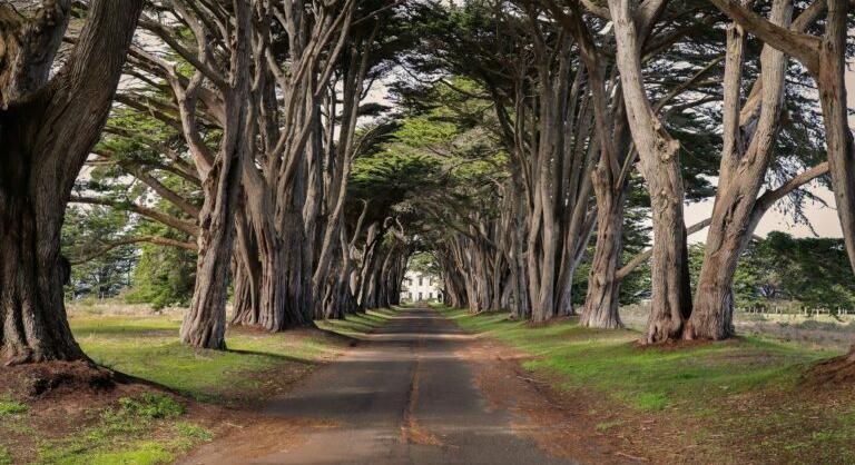 Ritka kínai fák tokenizációjával érkezhetnek zöld NFT-k a világpiacra