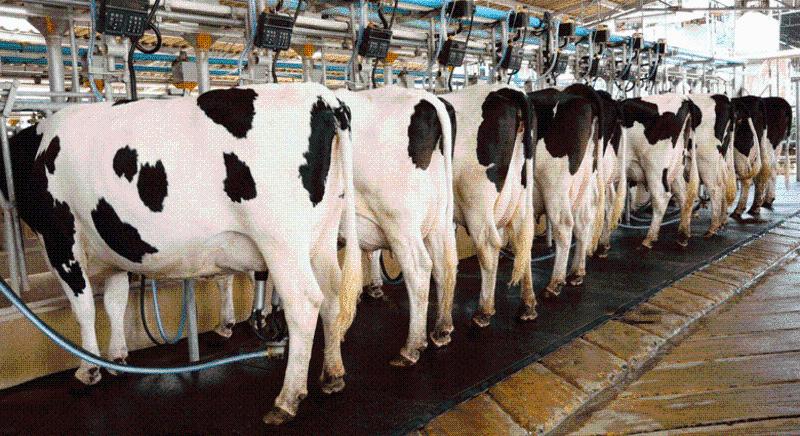 Módosult „A tejágazat szerkezetátalakítását kísérő állatjóléti támogatás” című (VP3-14.1.1-16. kódszámú) felhívás dokumentációja