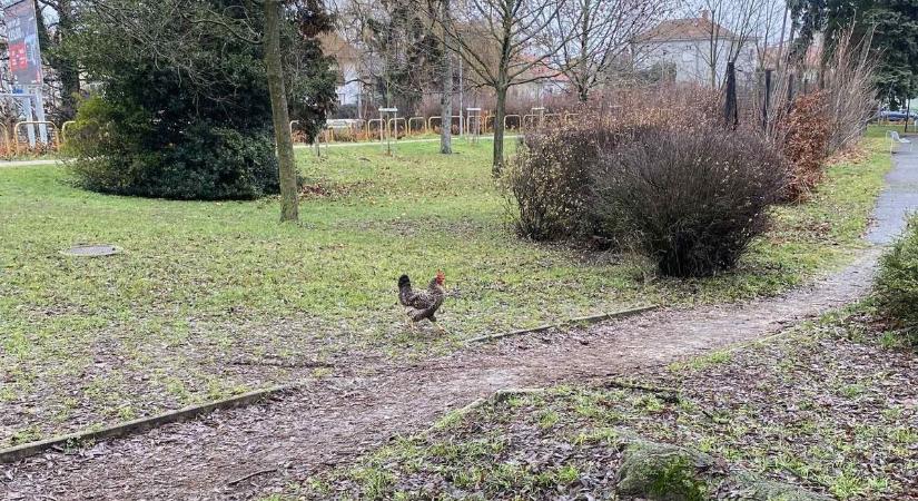Folytatódik a szombathelyi baromfi-saga: ezúttal a Gayer-parkban kóborolt egy szárnyas