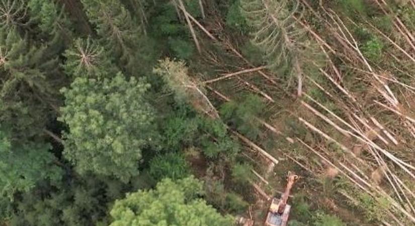 Banánligetek Burgenlandban? - A felmelegedés nem áll meg
