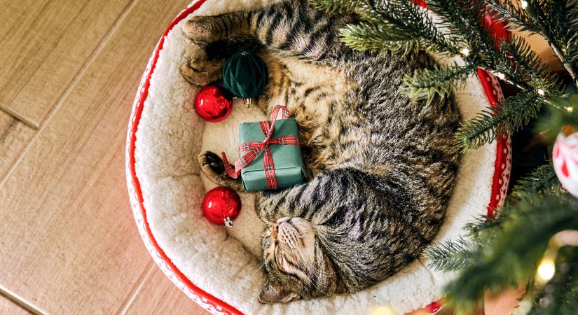 Így lesz biztonságban a macskád, ha elutazol az ünnepek alatt