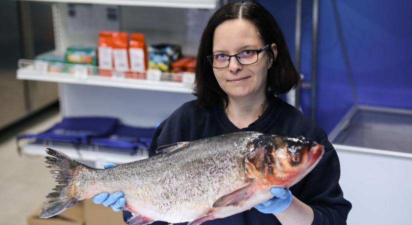 Hódít az ecetes hal és a ponty - Mit fogyasztunk leginkább idén karácsonykor?