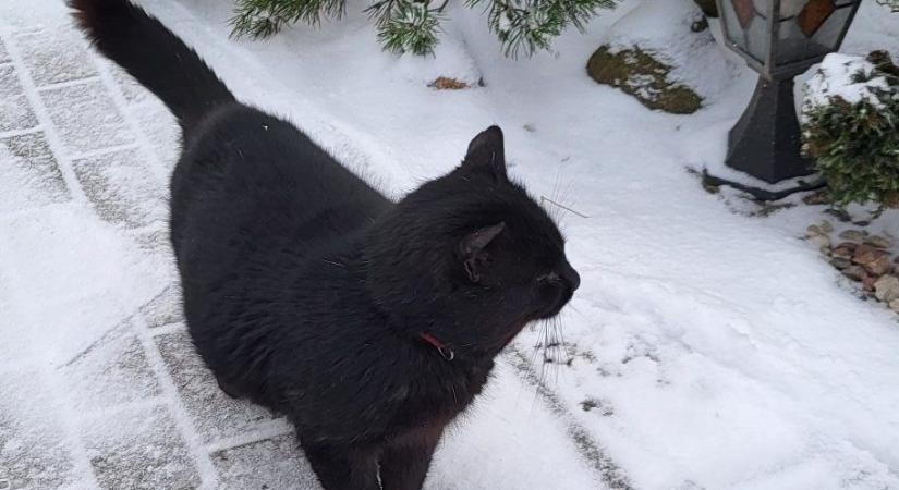 Kormos cicán múlhat a litván közmédia igazgatójának sorsa