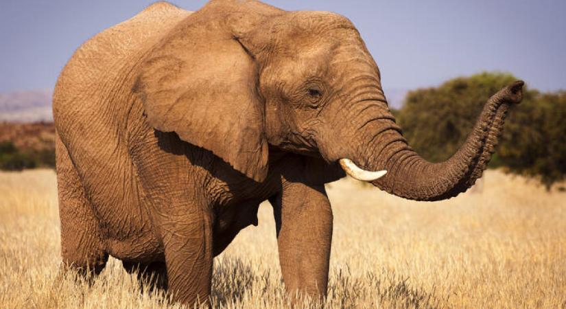 Hét elefántot ütött el egy indiai gyorsvonat