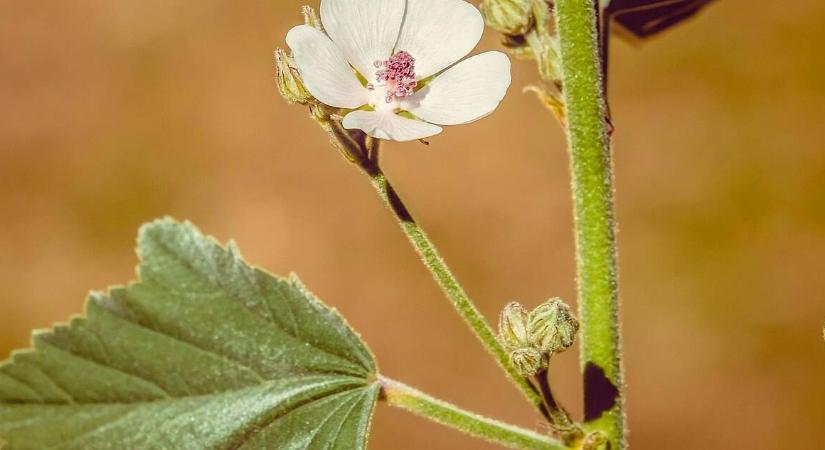 Házi köptetők, amiket ma is bátran használunk