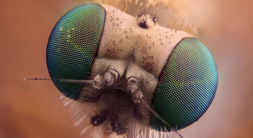 Kiderült, a mozaik mintázatok nagyon hatékonyak a természetben