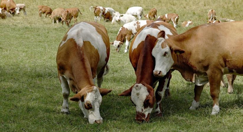 A természet nem akadály – hanem szövetséges a gazdálkodásban