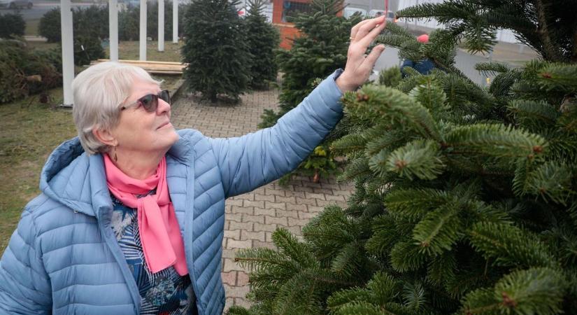 A karácsonyfa idén drágább: ennyibe kerül a luc, az ezüst és a nordmann