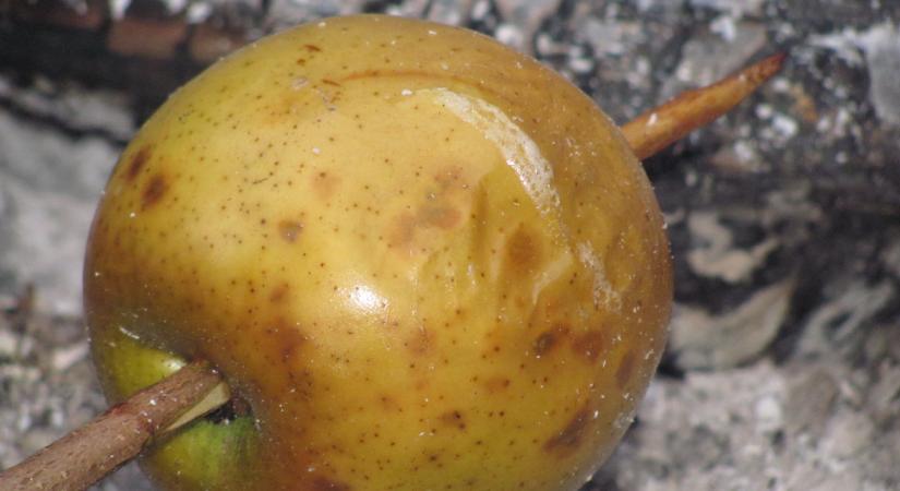 Sült almák téli rejtélye