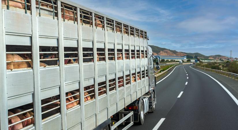 Állatszállítás szigorítása: szükséges, de csak átgondoltan