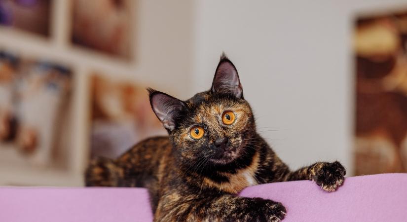 Erre utal, ha sokat beszélsz a macskádhoz: nem mindig pozitív