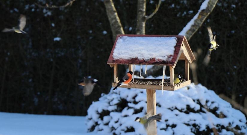 5 olcsó ötlet, amitől visszatérnek a madarak