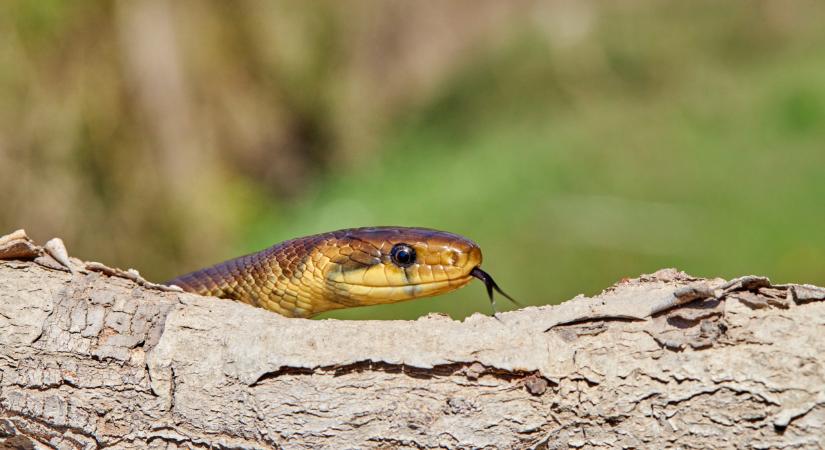 Ez kemény: ki nem találnád, milyen állatot találtak Magyarországon