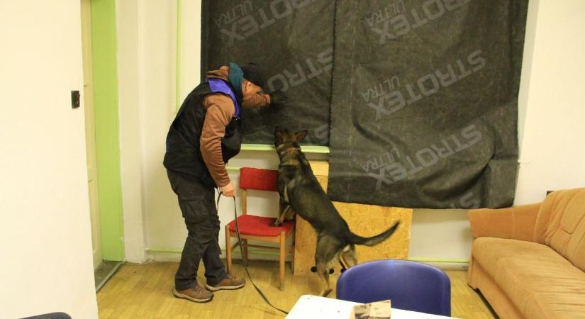 Szimat, erő, fegyelem – így készülnek a rendőrkutyák éles helyzetekre