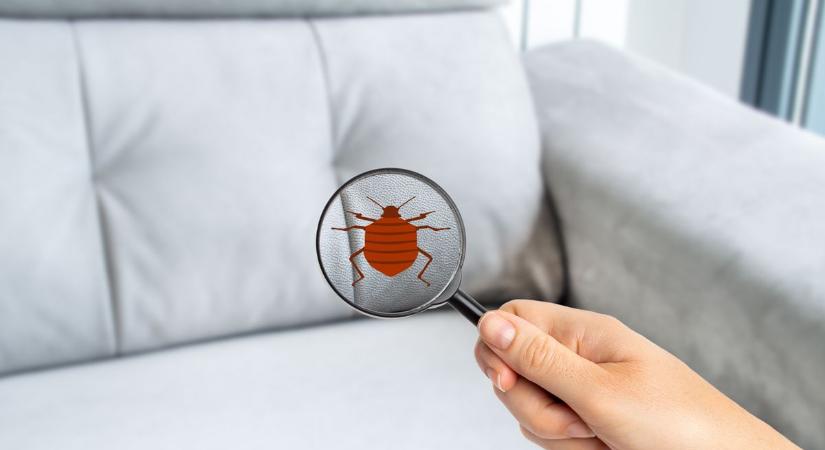 Nem ritka már az ágyi poloska, akár egy használt ruhával hazavihetjük