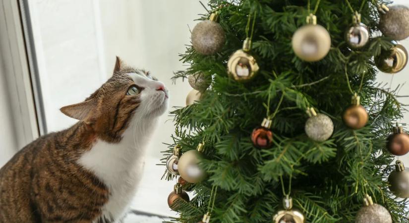Macskások, figyelem: ezt soha ne tedd a karácsonyfával