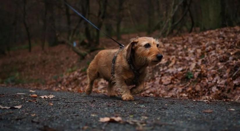 A kutyák forradalmasíthatják a pandémiás tesztelést
