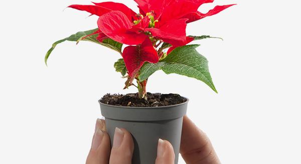 Itt a mikulásvirág szezonja