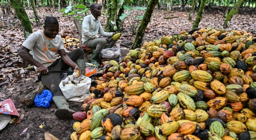Zuhan a kakaó ára a világpiacon, de a csoki még nem lett olcsóbb