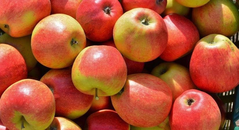 Válságban a hazai almatermesztés: Fél évszázada nem látott rossz termés