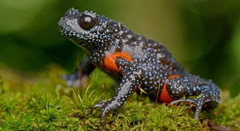 Természetfotósok okozhatták a ritka galaxisbéka-populáció vesztét Indiában
