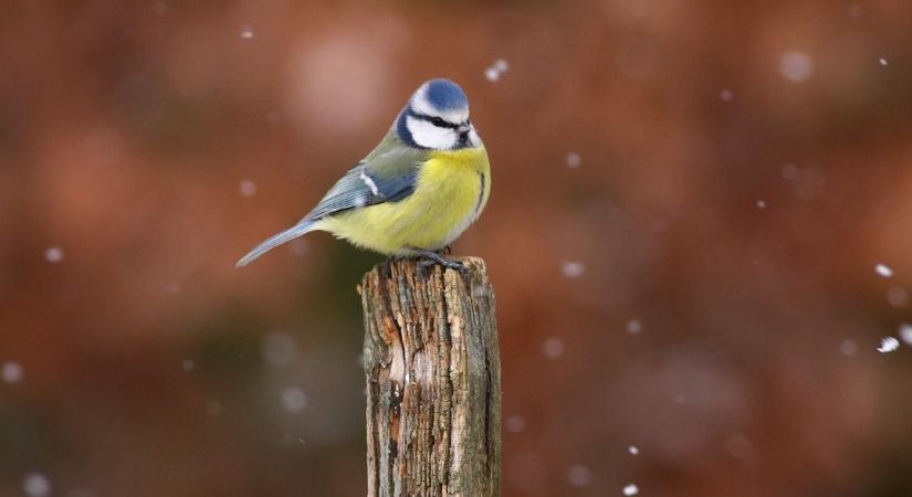 Etessük az itt maradt költőző madarakat